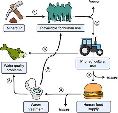 biological phosphorus removal in wastewater treatment